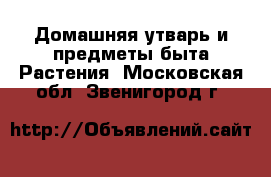 Домашняя утварь и предметы быта Растения. Московская обл.,Звенигород г.